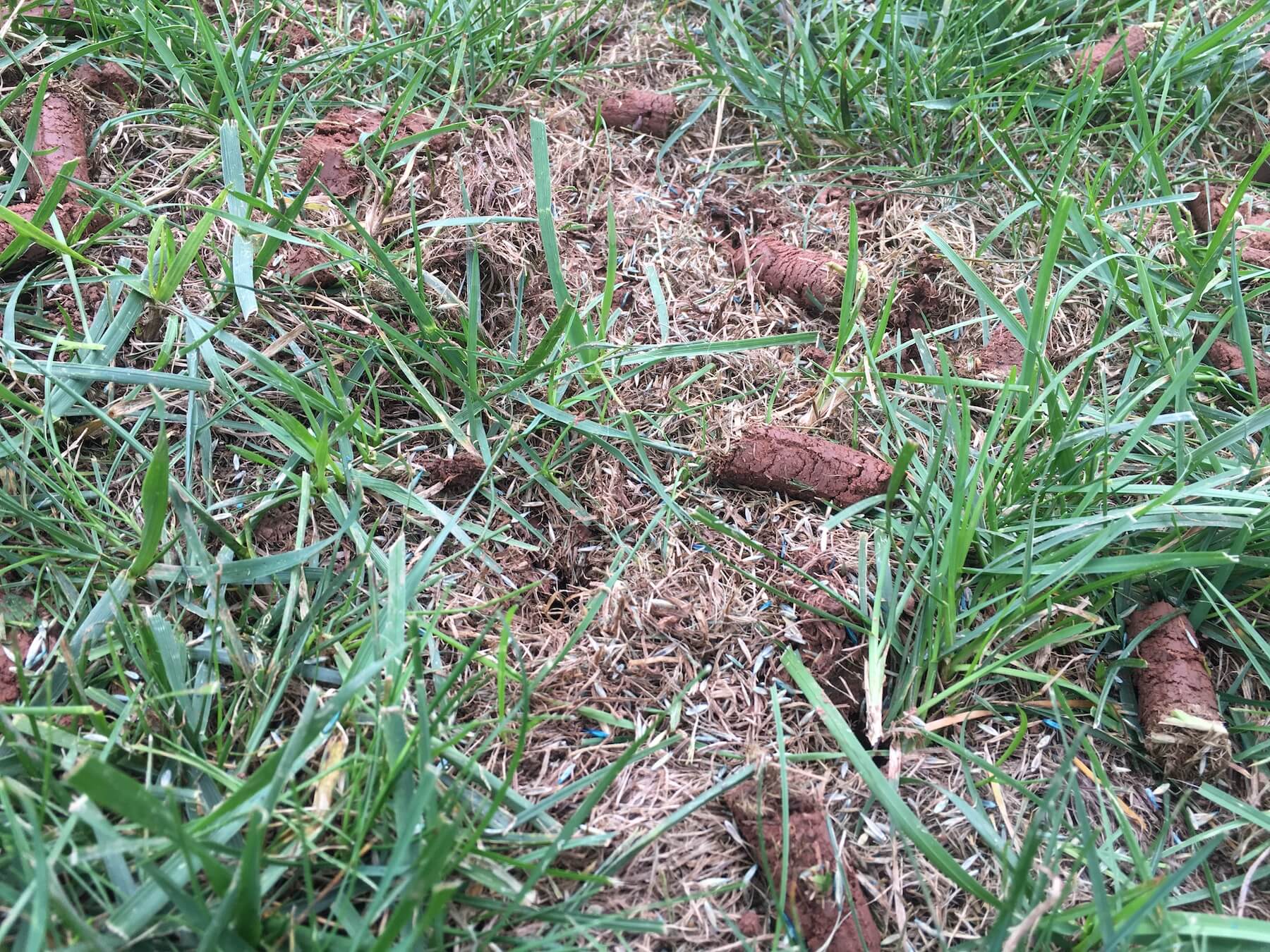 how often to water grass seeds after germination